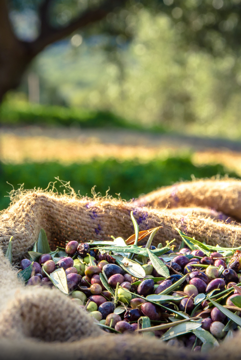 Zeytin Hasadı