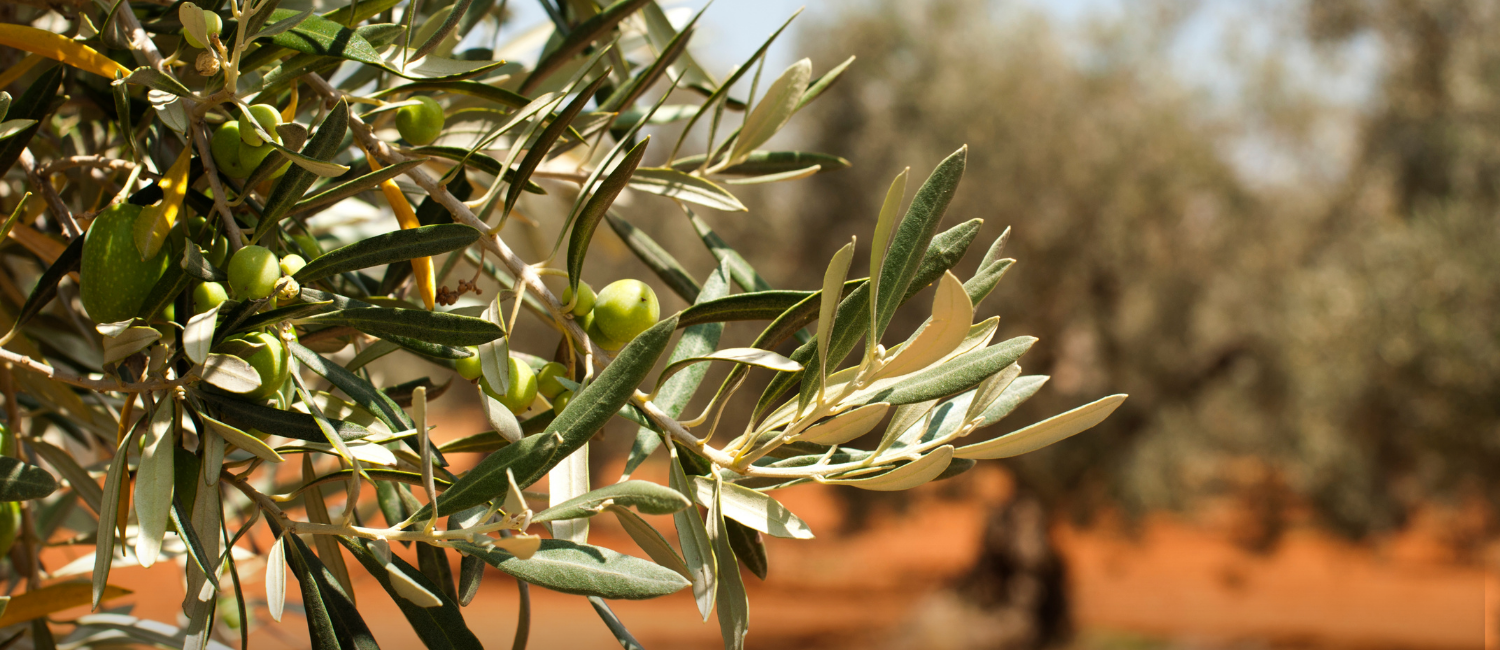 Zeytin Hasadı