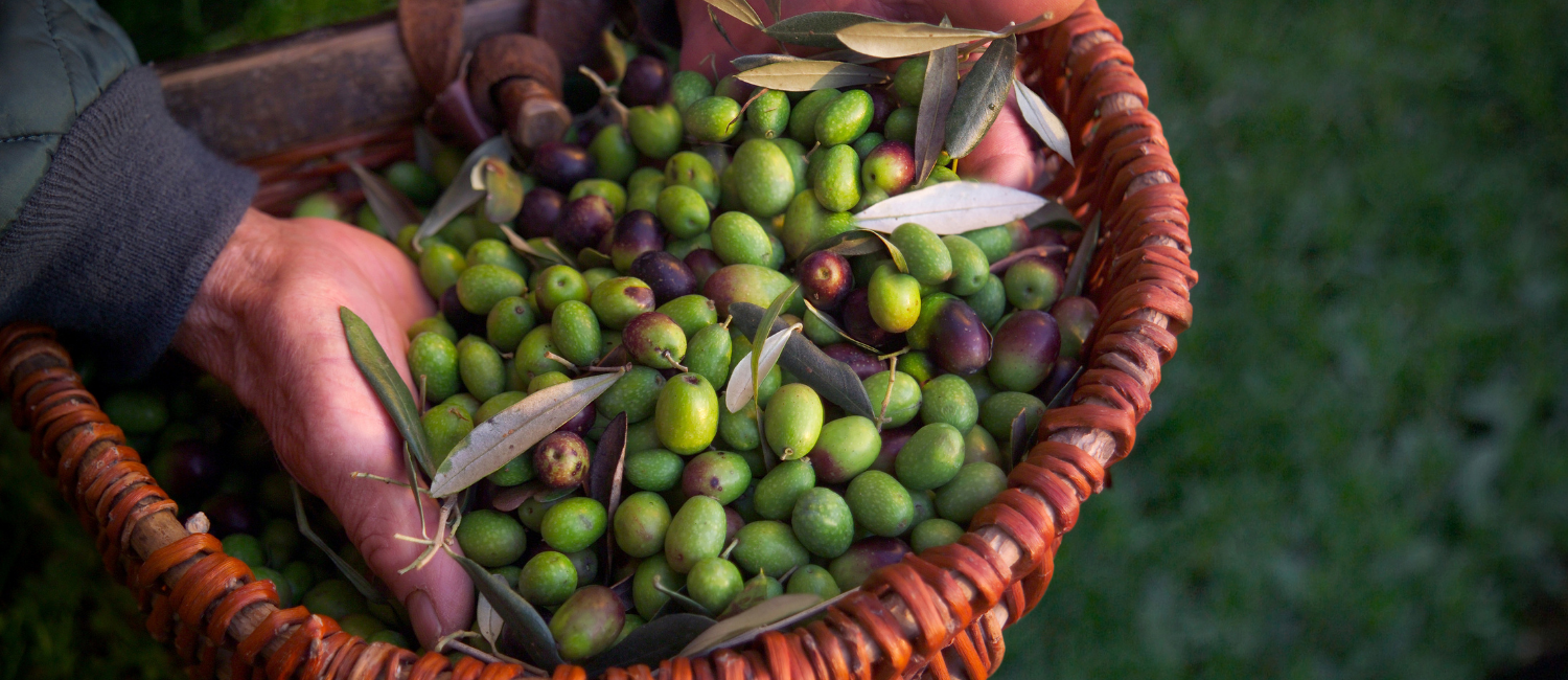 Zeytin Hasadı