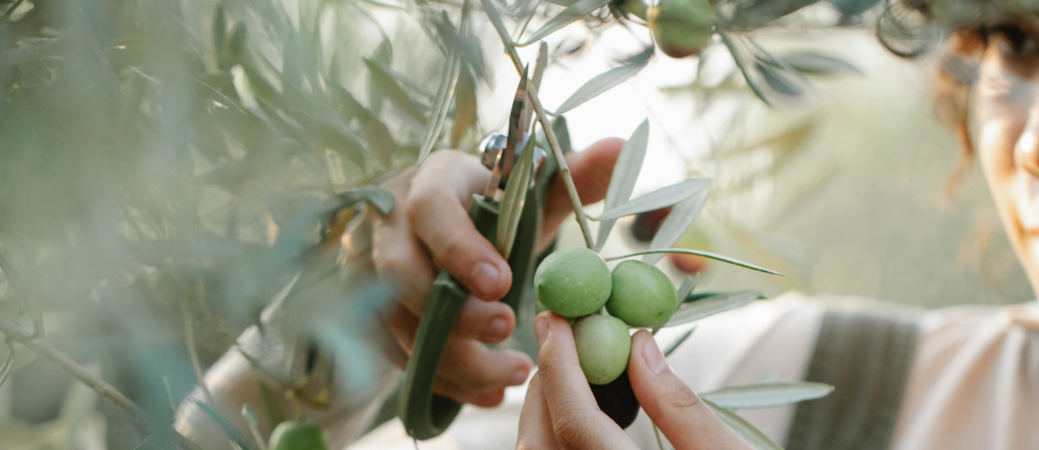 Zeytin Hasadı