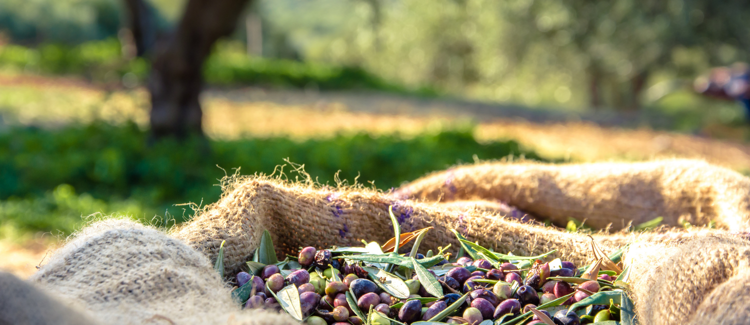 Zeytin Hasadı