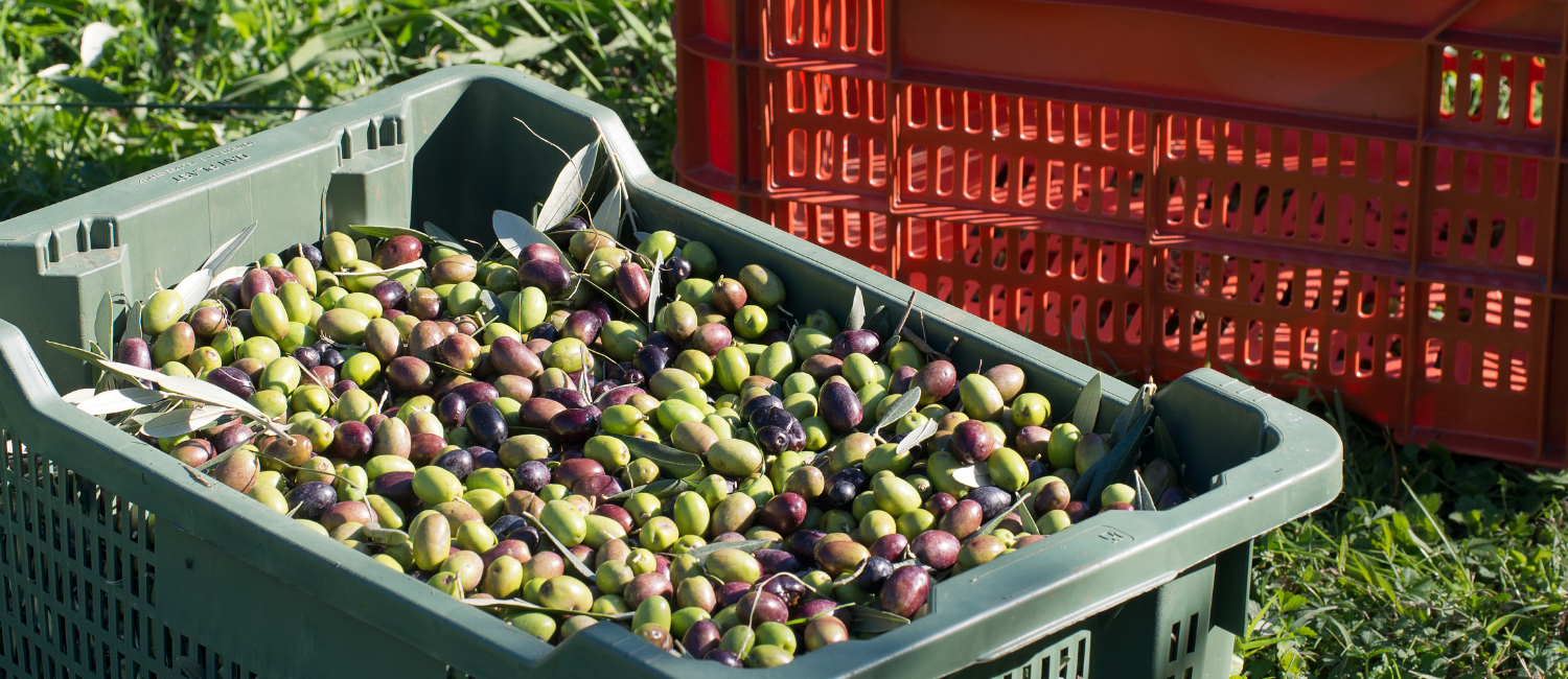 Zeytin Hasadı